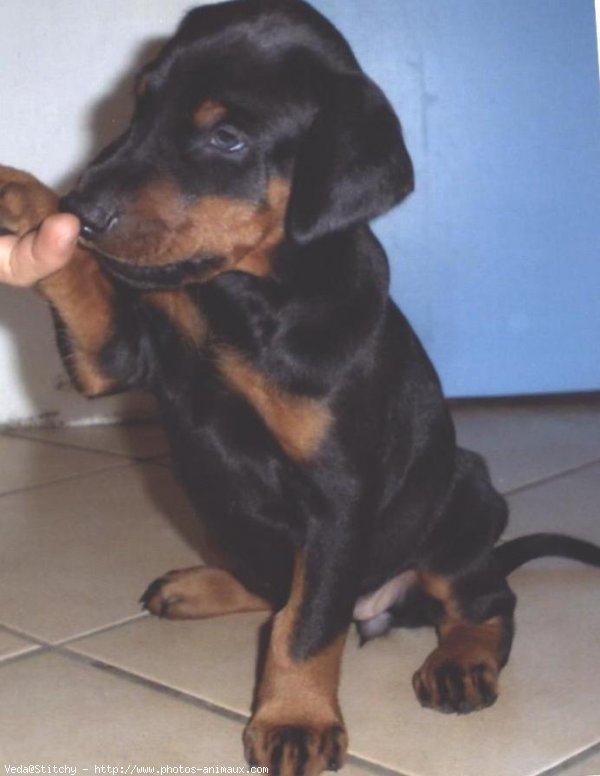 Photo de Dobermann