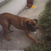 Photo de Boxer