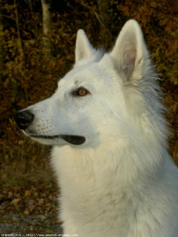 Photo de Berger blanc suisse