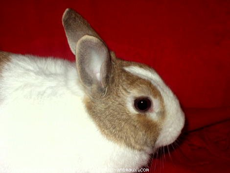 Photo de Lapin