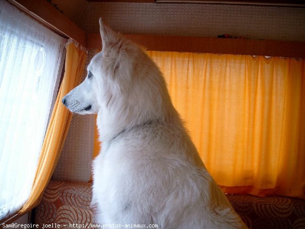 Photo de Berger blanc suisse