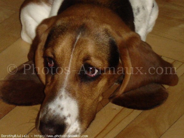 Photo de Basset hound