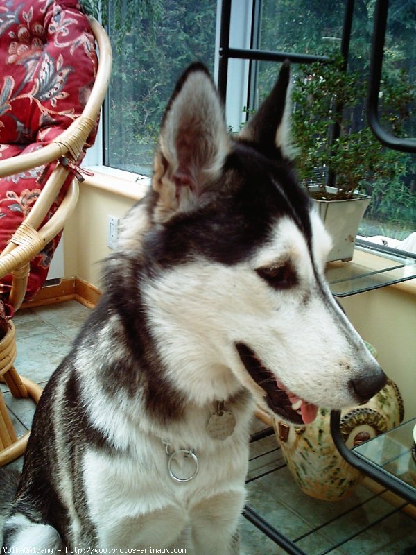 Photo de Husky siberien