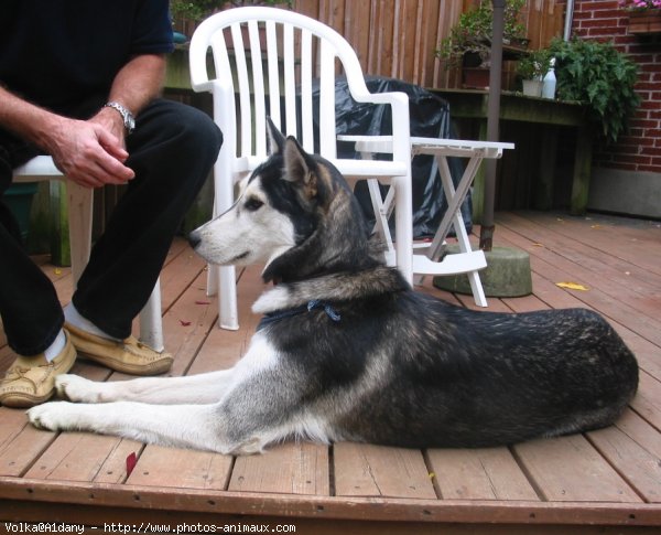 Photo de Husky siberien