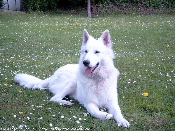 Photo de Berger blanc suisse