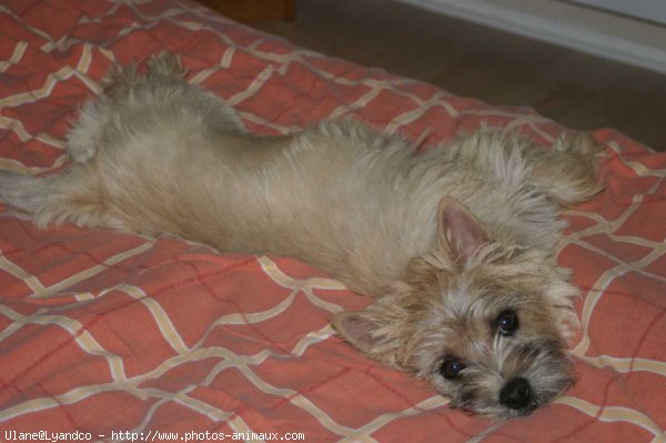 Photo de Cairn terrier