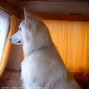 Photo de Berger blanc suisse