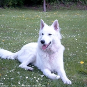 Photo de Berger blanc suisse