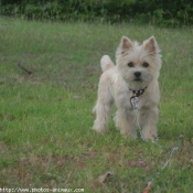 Photo de Cairn terrier