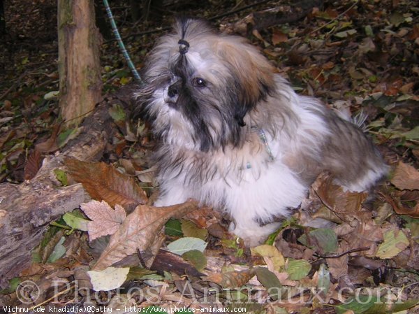 Photo de Shih tzu