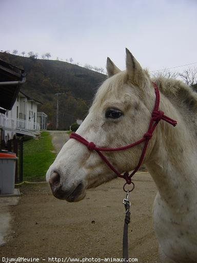 Photo d'Appaloosa