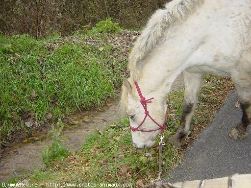 Photo d'Appaloosa