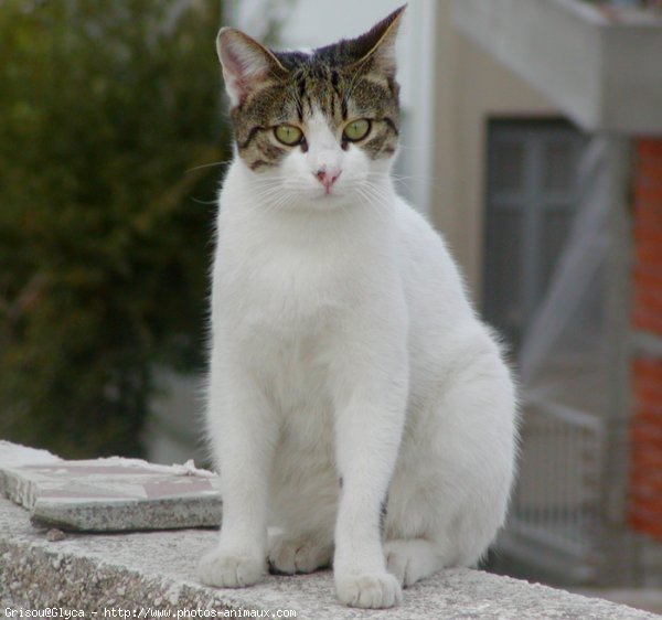 Photo de Chat domestique