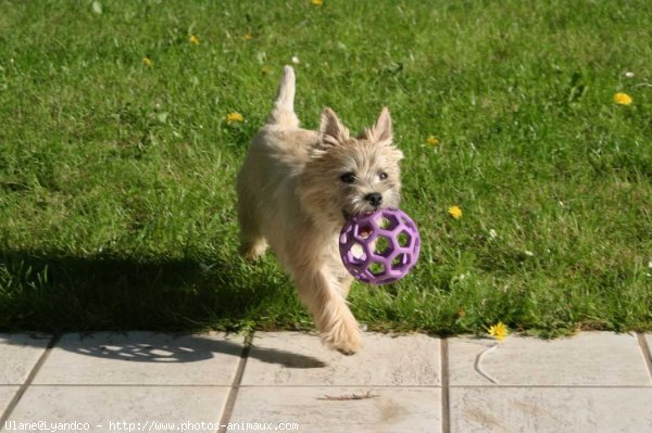 Photo de Cairn terrier