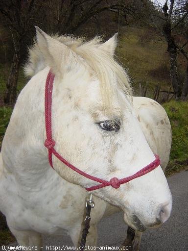 Photo d'Appaloosa