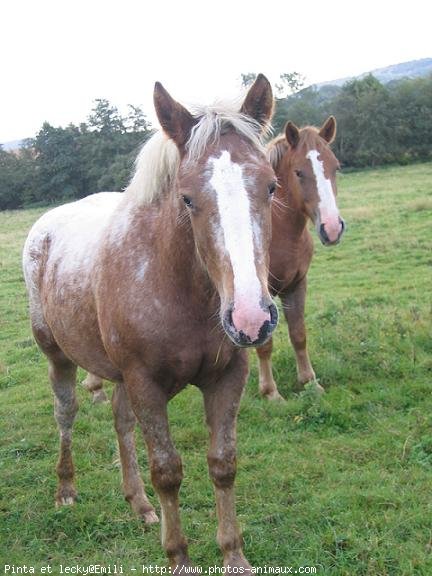 Photo de Races diffrentes