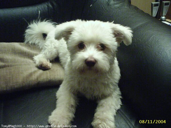 Photo de Bichon havanais