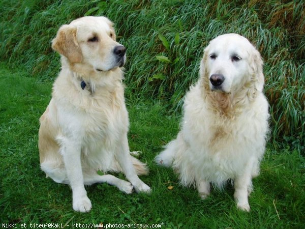 Photo de Golden retriever