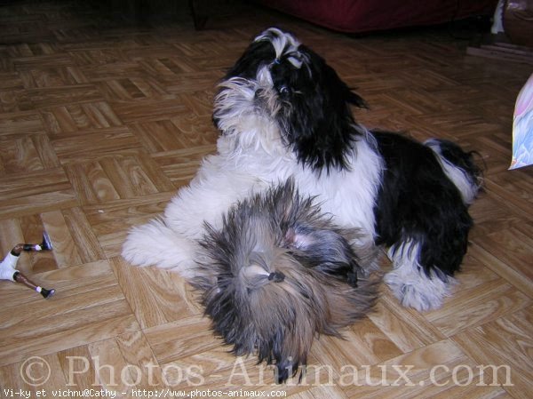 Photo de Shih tzu