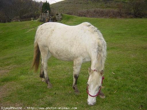 Photo d'Appaloosa