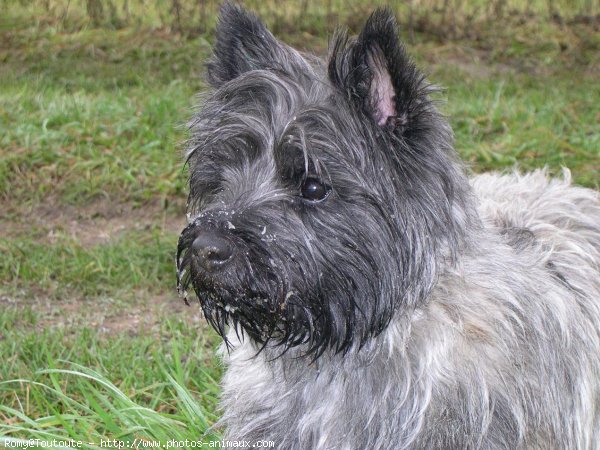 Photo de Cairn terrier