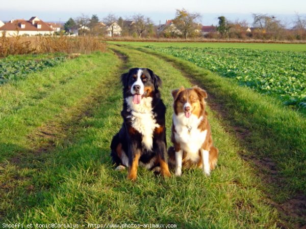 Photo de Races diffrentes