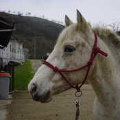 Photo d'Appaloosa