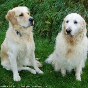 Photo de Golden retriever