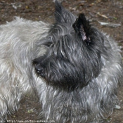 Photo de Cairn terrier