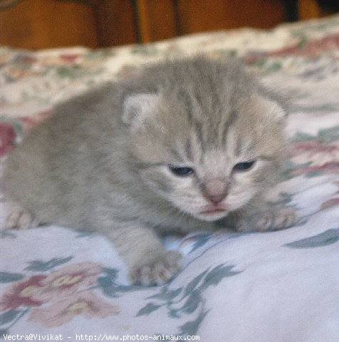 Photo de British shorthair