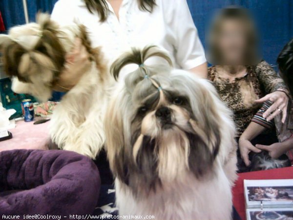 Photo de Shih tzu