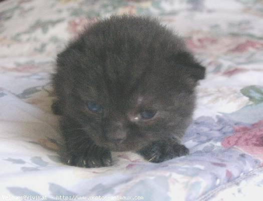 Photo de British shorthair