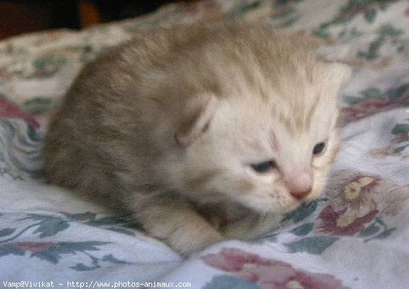 Photo de British shorthair