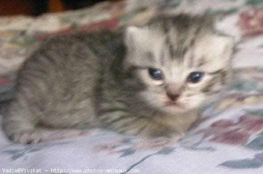 Photo de British shorthair