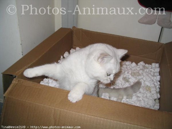 Photo de British shorthair