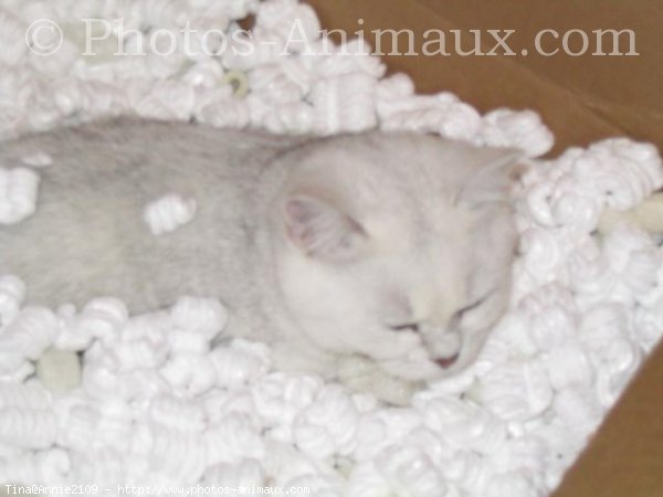 Photo de British shorthair