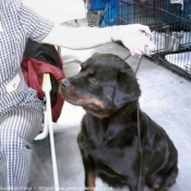 Photo de Rottweiler