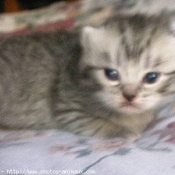 Photo de British shorthair