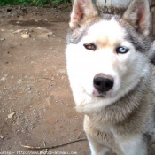 Photo de Husky siberien