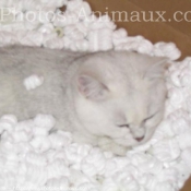 Photo de British shorthair