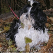 Photo de Shih tzu