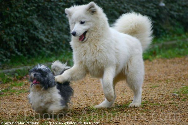 Photo de Races diffrentes