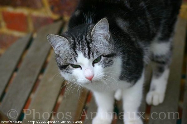 Photo de Chat domestique