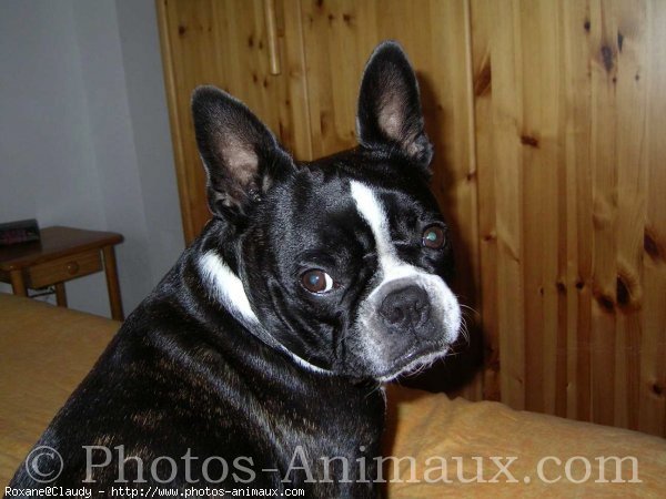 Photo de Boston terrier