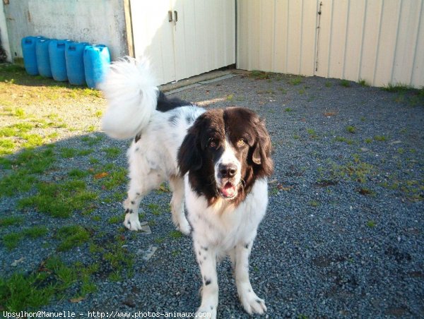 Photo de Landseer (type continental europen)