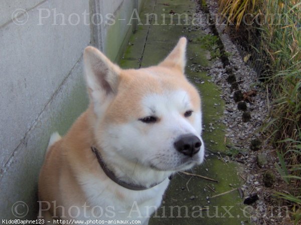 Photo d'Akita inu