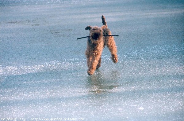 Photo de Welsh terrier