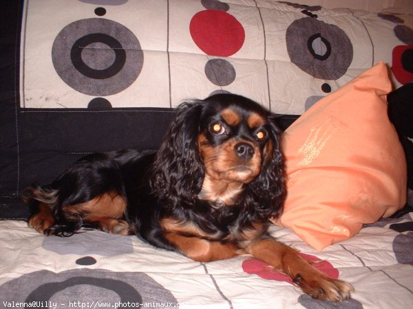 Photo de Cavalier king charles spaniel