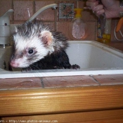 Photo de Furet