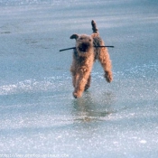 Photo de Welsh terrier